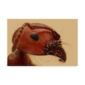 Trademark Fine Art William Banik 'Red Ant Portrait' Canvas Art, 12x19 1X05755-C1219GG